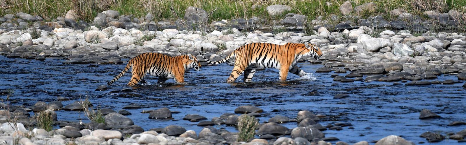 Tiger Crossing River In Corbett National Park
