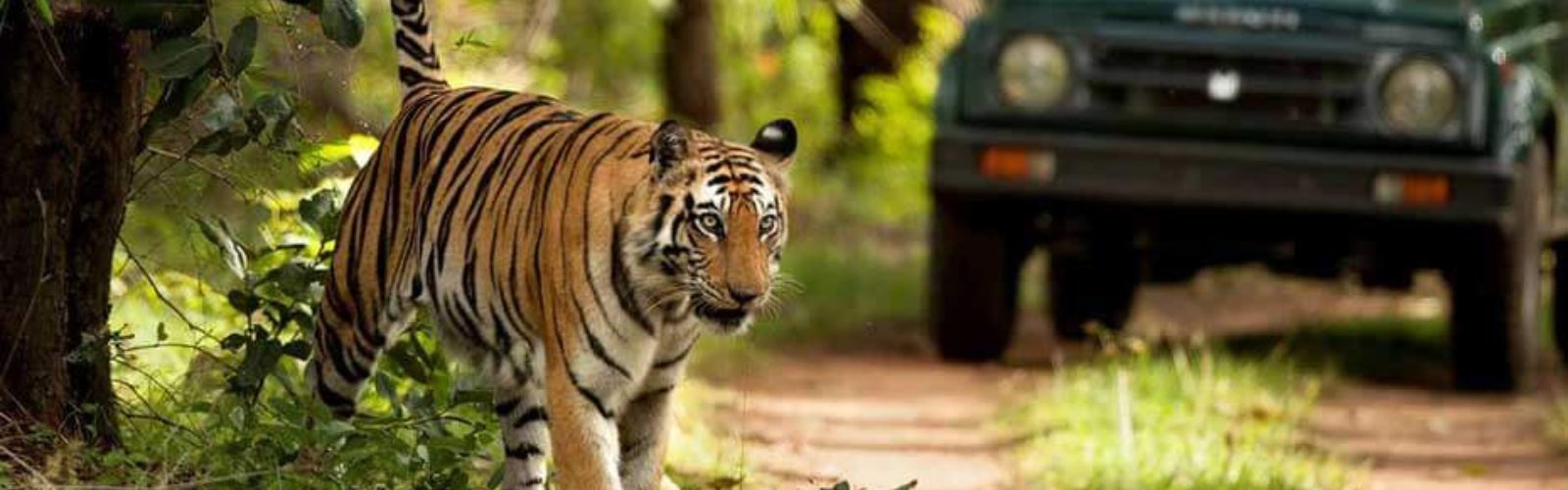 Corbett Jungle Safari