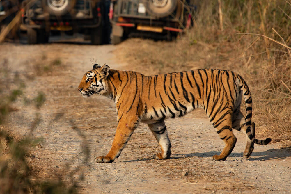 Corbett National Park