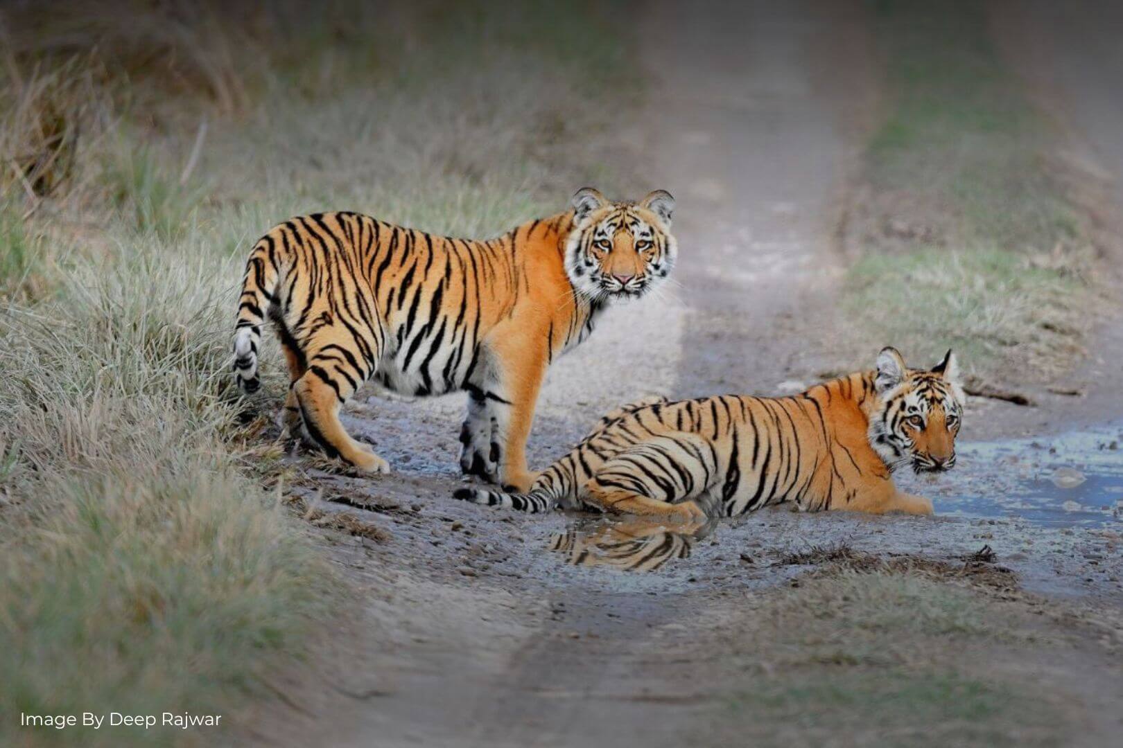 Corbett Jungle Safari