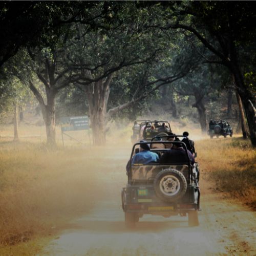 Corbett Jungle Safari